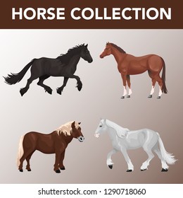 stock vector set of horse breeds collection illustrations.