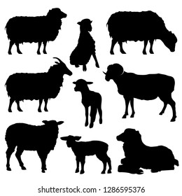 stock vector set sheep silhouettes collection isolated on white