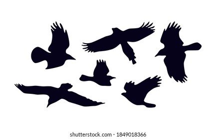 Stock vector set of soaring birds silhouettes. For logo and emblem design. Isolated on white background