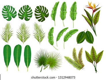 stock vector set of tropical leaves object illustration