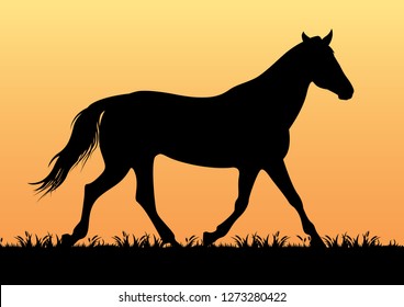 stock vector silhouette horse in the grassland graphic illustration. countryside living concept graphic illustration