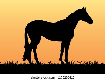 stock vector silhouette horse in the grassland graphic illustration. countryside living concept graphic illustration
