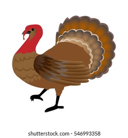 stock vector of turkey illustration