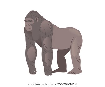 Stocky adult grey gorilla. Wild monkey or ape. Cartoon animal design. Vector illustration isolated on white background.