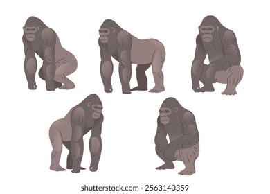 Stocky adult grey gorilla. Wild monkey or ape. Cartoon animal design. Vector illustration isolated on white background.