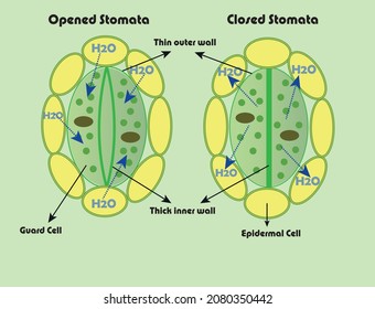 Stoma opening and closing with the effect of water
