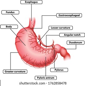 Stomach Anatomy Cartoon Vector Art Illustration Stock Vector (Royalty ...