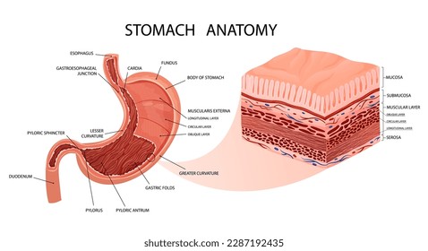 Anatomía estomacal. Infografía detallada con visualización de mucosa y capas musculares. Ilustración vectorial, estilo de dibujos animados
