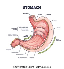 Anatomie oder Verdauungstrakt des Organs detailliertes Schema der inneren Struktur. Bezeichnetes Bildungsprogramm mit medizinischer Physiologie oder interner Kolonteile Vektorgrafik. Muscularis externa