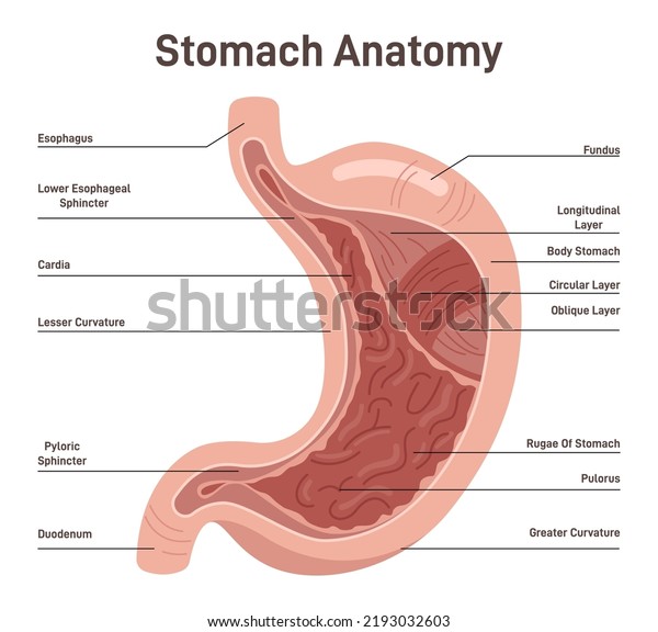 Stomach anatomy. External and internal\
structure of the stomach. Healthy internal organ of digestive\
system. Flat vector\
illustration