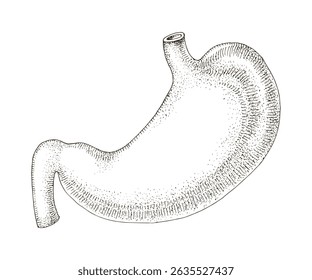 Anatomía del estómago Vector dibujado a mano
