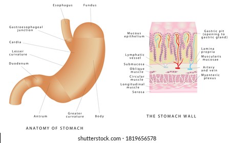 Stomach Anatomy Of The Human Internal Digestive Organ. Parts Of The Stomach. Stomach Wall On White Background. Structure And Function Of Stomach Anatomy System