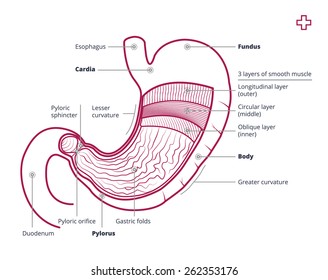 Stomach anatomy of the human internal digestive organ with a description, Vector medical illustration. Human stomach with description. Outline illustration or image of the human stomach. 