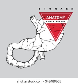 Stomach anatomy of the human internal digestive organ. Vector medical illustration. Outline illustration or image of the human stomach.