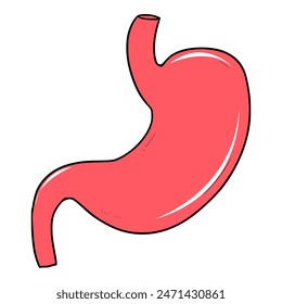 stomach anatomy illustration isolated vector