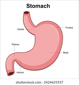 stomach anatomy labeled illustration vector