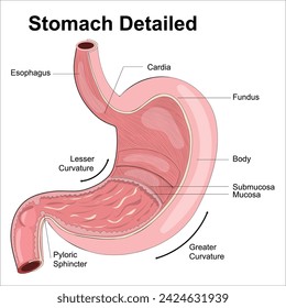 stomach anatomy labeled illustration vector