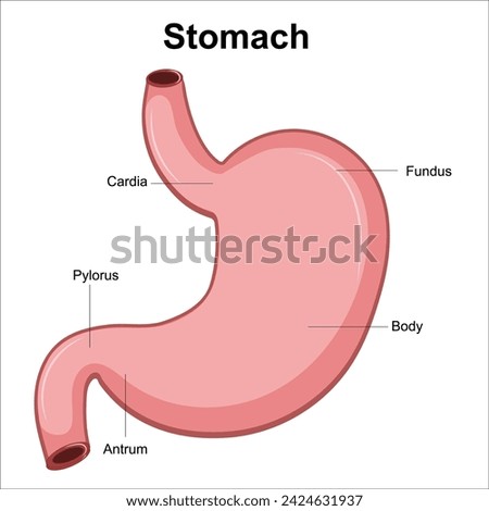 stomach anatomy labeled illustration vector