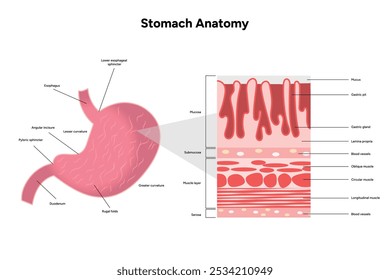 Stomach anatomy, medical infographic zoom diagram