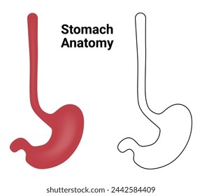 Stomach Anatomy Science Design Vector Illustration Diagram