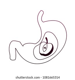 Stomach with apple iside on purple lines