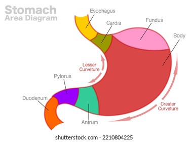 Stomach Area Diagram Parts Esophagus Cardia Stock Vector (Royalty Free ...