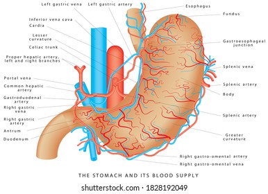 The Stomach and its Blood Supply. Stomach Vasculature. Stomach anatomy of the human internal digestive organ. Parts of the stomach on white background.