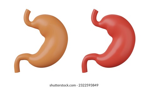 the stomach colors 3d set 
