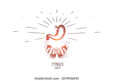 Stomach concept. Hand drawn human stomach in hands. Strong healthy stomach, digestive tract isolated vector illustration.