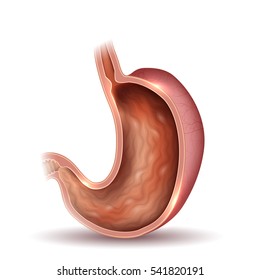 Stomach cross section anatomy drawing on a white background