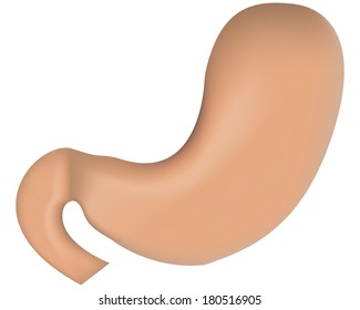 Stomach Diagram