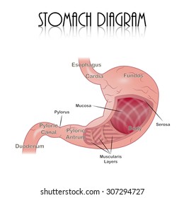 Stomach Diagram