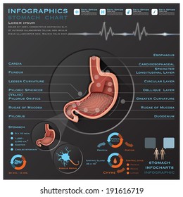 Stomach And Digestive Tract Anatomy System Medical Infographic Infochart Design Template