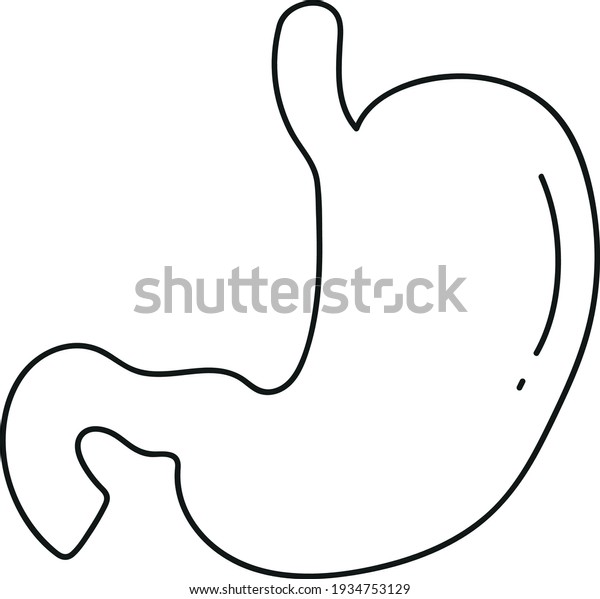 Stomach Doodle Style Organs Human Stock Vector (Royalty Free ...