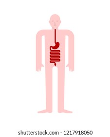 Stomach and esophagus and rectum Human anatomy. Gastrointestinal tract Internal organs. Systems of man body and organs. medical systems. vector illustration
