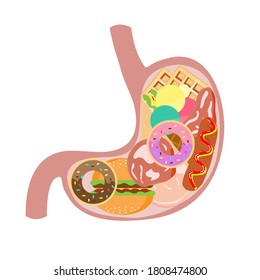 Stomach with fast food inside vector