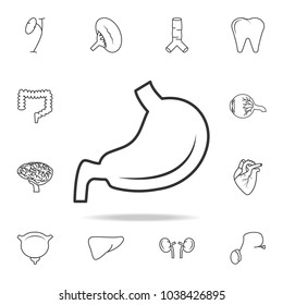 Stomach flat icon. Detailed set of human body part icons. Premium quality graphic design. One of the collection icons for websites, web design, mobile app on white background