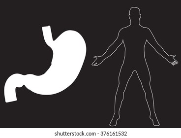 Stomach flat vector illustration