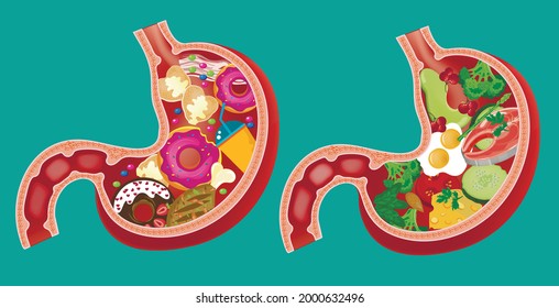 Stomach with food. Healthy and unhealthy food. Vector illustration.