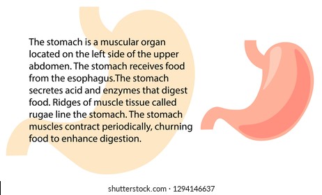 Stomach function vector. Internal organs functions vector design
