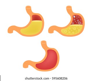 Stomach gas vector : anatomy and organ