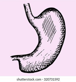stomach, hand drawn, doodle style, sketch illustration