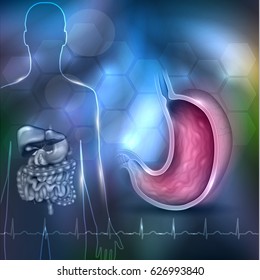 Stomach health care 3d illustration abstract design, human silhouette with internal organs and normal cardiogram at the bottom