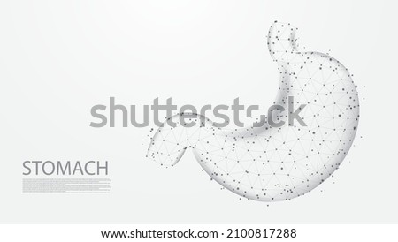 The stomach of human anatomy structure line connection. Low poly wireframe design. Abstract geometric background. vector illustration.