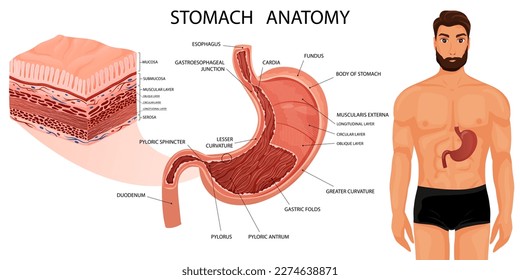 Stomach in human body with detailed visualization of all layers. Medical infographic, educational diagram. Vector illustration, cartoon style
