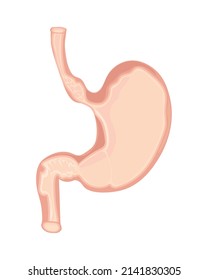 stomach human body part icon