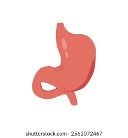 Stomach, Human Body Part Illustration