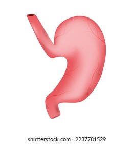 Stomach of human . Digestive system . Realistic design . Isolated . Vector illustration .