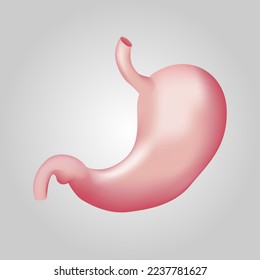 Estómago de los humanos. Sistema digestivo. Diseño realista. Aislado. Ilustración del vector.