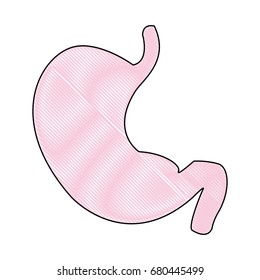 stomach human internal organ digestive system anatomy